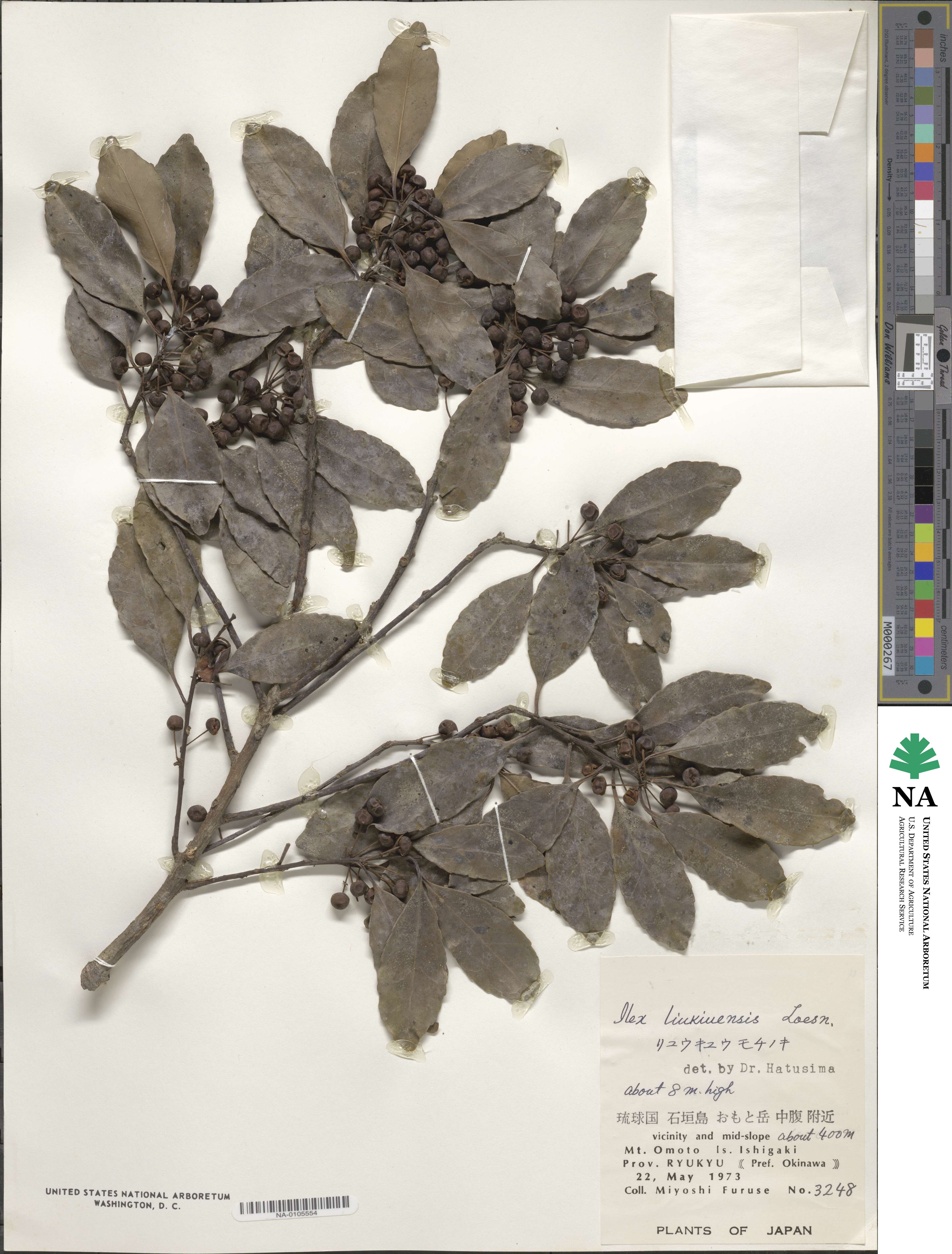 Ilex liukiuensis image