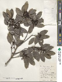 Ilex liukiuensis image