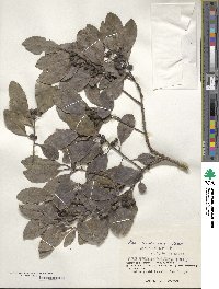 Ilex liukiuensis image