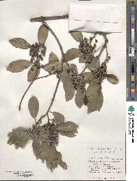 Ilex liukiuensis image