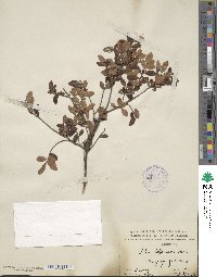 Ilex lohfauensis image