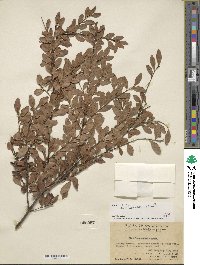 Ilex lohfauensis image