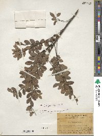 Ilex lohfauensis image