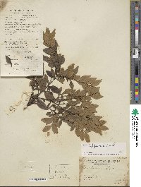 Ilex lohfauensis image