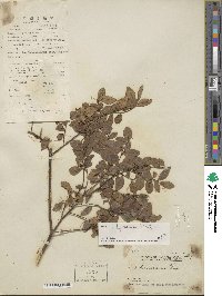 Ilex lohfauensis image