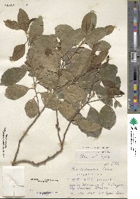 Ilex liukiuensis image