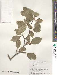 Ilex macrocarpa image