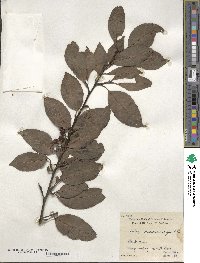 Ilex macrocarpa image