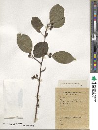 Ilex macrocarpa image