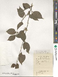 Ilex macrocarpa image