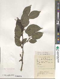 Ilex macrocarpa image