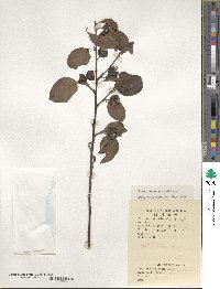 Ilex macrocarpa image