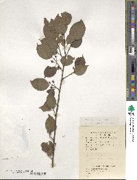 Ilex macrocarpa image