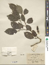 Ilex macrocarpa image