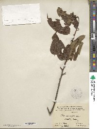 Ilex macrocarpa image