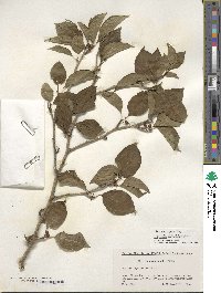 Ilex macrocarpa image