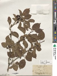 Ilex macrocarpa image