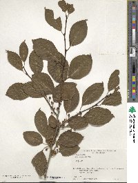 Ilex macrocarpa image