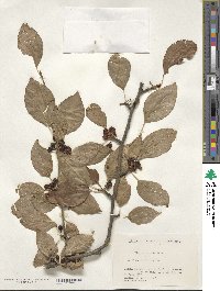 Ilex macrocarpa image