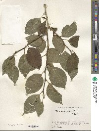 Ilex macrocarpa image