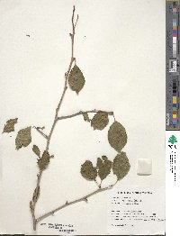 Ilex macrocarpa image