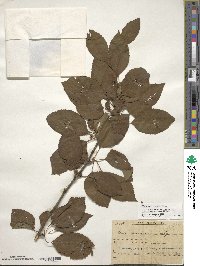 Ilex macrocarpa image