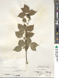 Ilex macrocarpa image