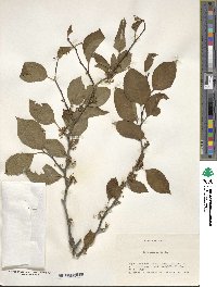 Ilex macropoda image