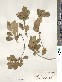 Ilex maximowicziana image