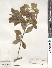 Ilex maximowicziana image