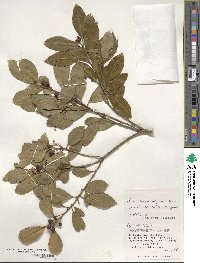 Ilex maximowicziana image