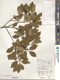 Ilex maximowicziana image