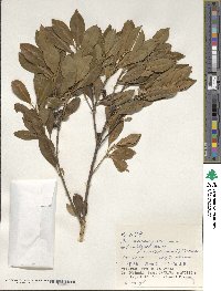 Ilex maximowicziana image