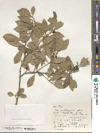 Ilex maximowicziana image