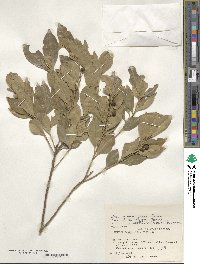 Ilex triflora image