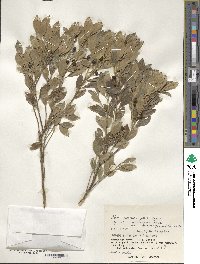 Ilex triflora image