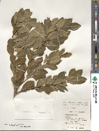 Ilex maximowicziana image