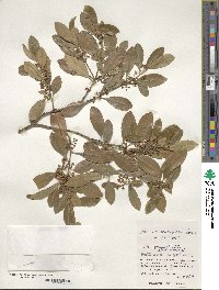 Ilex maximowicziana image