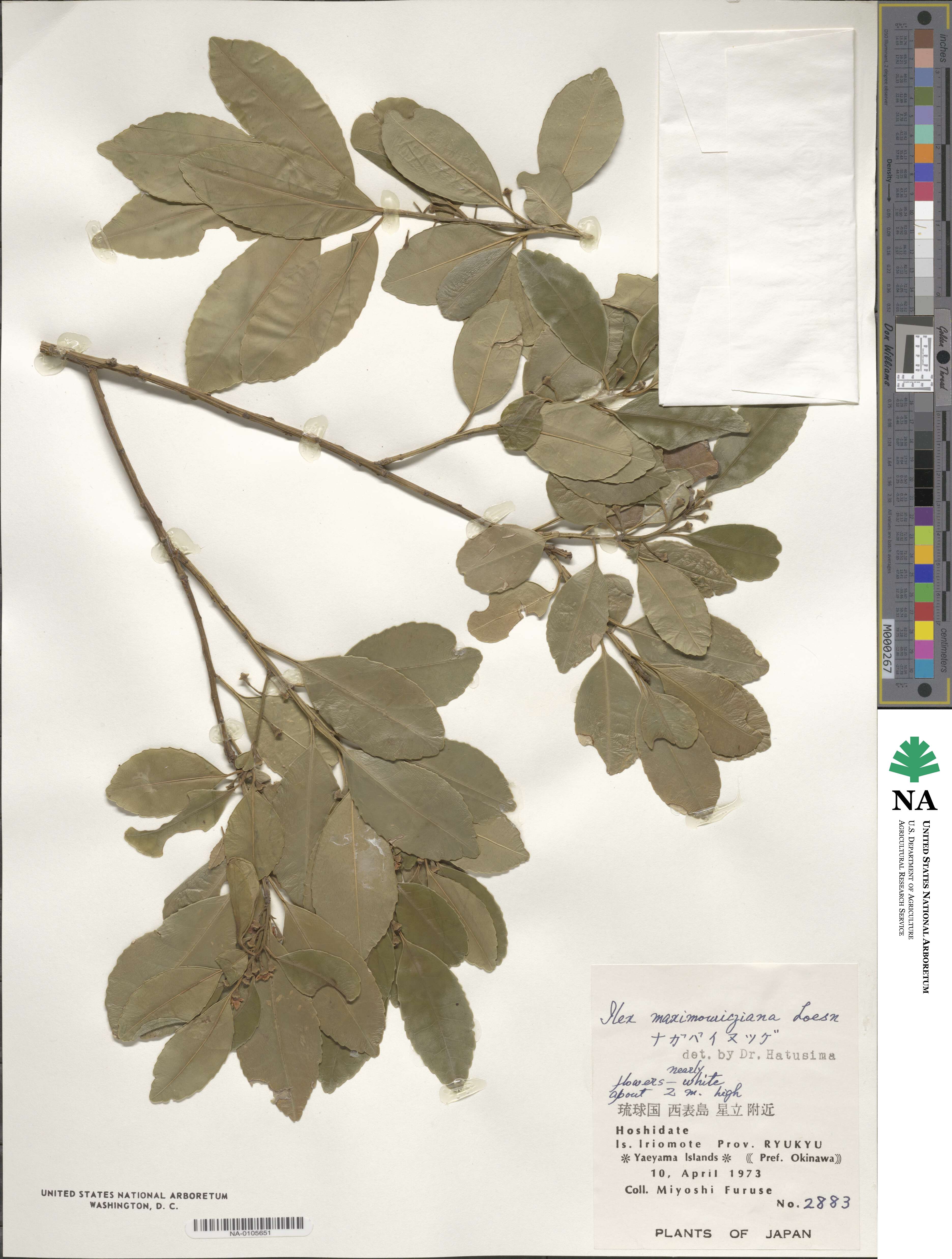 Ilex maximowicziana image