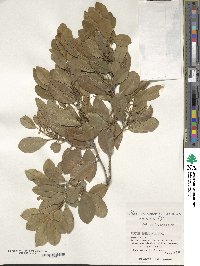 Ilex maximowicziana image