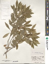 Ilex maximowicziana image