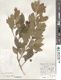 Ilex maximowicziana image