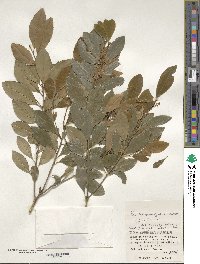 Ilex maximowicziana image