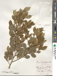 Ilex maximowicziana image