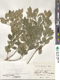 Ilex maximowicziana image