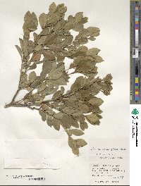 Ilex maximowicziana image