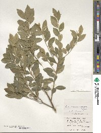 Ilex maximowicziana image