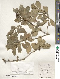 Ilex maximowicziana image