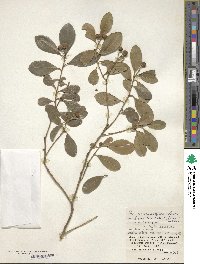 Ilex maximowicziana image