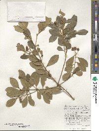 Ilex maximowicziana image